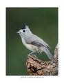 4975 black-crested titmouse